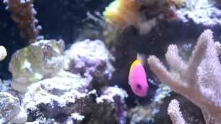 Bicolor Dottyback Care [upl. by Hamish]