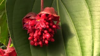 Growing the Rare Red Medinilla Medinilla miniata [upl. by Ahcmis968]