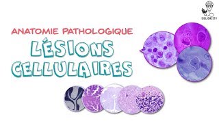 Anatomie Pathologique  Lésions Cellulaires élémentaires [upl. by Alle]