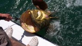 Huge Grouper Caught by Cape Coral Man [upl. by Naahsar]