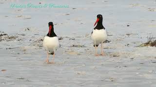 American Oystercatchers Mating Dance Courtship [upl. by Hnaht]