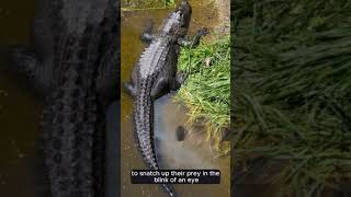 Unbelievable Crocodile Facts You Never Knew Shorts crocodileFacts Viral AnimalFactsJourney [upl. by Aligna786]