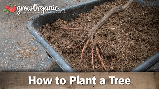 How to Plant a Bare Root Fruit Tree in Your Garden or Orchard [upl. by Hahcim960]