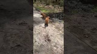 Adorable Basset Hound Puppies  Cute Hound Dog Videos [upl. by Ewolram954]