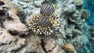 Maldives part 1 Butterflyfish [upl. by Lacim916]