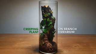 Ficus Quercifolia  Anubias Simple and Easy Terrarium relaxing terrarium [upl. by Odericus]