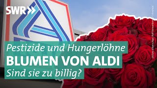 Günstige Rosen vom Discounter Die giftige Wahrheit  Inside Aldi SWR [upl. by Lubet]