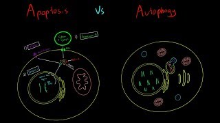 Apoptosis vs Autophagy EVERYTHING YOU NEED TO KNOW CELLULAR BIOLOGY MCAT [upl. by Hillier]