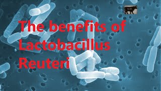 The benefits of Lactobacillus Reuteri [upl. by Wernher]