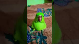 Bolne wala tota parrottalkingvialshortsbolnewalaparrottrendingshortscuteparrot ringneckparrot [upl. by Puna]