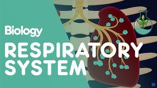 Respiratory System  Introduction  Physiology  Biology  FuseSchool [upl. by Lavinie]