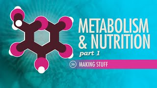 Metabolism amp Nutrition Part 1 Crash Course Anatomy amp Physiology 36 [upl. by Rehpotsirhcnhoj583]