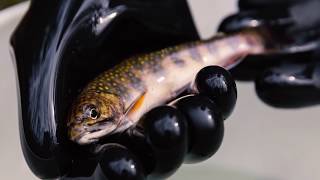 Native Brook Trout Restoration [upl. by Sotsirhc519]