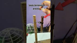 Seed germination process shorts ytshorts experiment scienceexperiment science ytshorts seeds [upl. by Wolbrom]