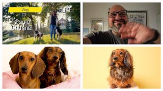 Vlog Sfogo Ecco la sfilata dei Cani Bassotto 💗 non Live purtroppo Scusate il discorso Serio 😘 [upl. by Georgy]