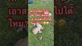 เอาสามตัวนี้ไปวัดได้ไหม🤣🐕😀😂 555 ตลก funny dog dogcute dogs สัตว์โลกน่ารัก น้องน่ารัก [upl. by Elyse]