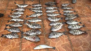 Chokoloskee Sheepshead Fishing December 2024 [upl. by Abekam]