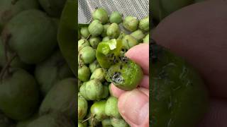 The Amazing Kiwi Berry garden gardening fruit [upl. by Aecila]