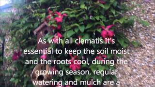 Clematis Abundance viticella In bloom Help care tips [upl. by Ayamahs]