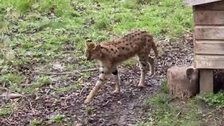 Serval Felis Serval at Hamerton Zoo Park [upl. by Enairda]