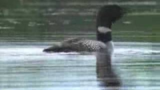 Common Loon Birdcalls [upl. by Clava80]