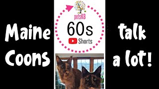 Do Maine Coons Talk a Lot Hear for yourself Shorts [upl. by Esme445]