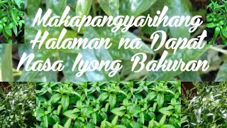 Makapangyarihang Halaman na Dapat Nasa Iyong Bakuran  Serpentina Plant [upl. by Akilegna945]