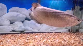 Jardini Arowana in 75 Gallon tank [upl. by Longo]