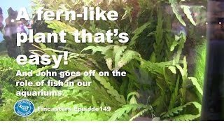 Hygrophila pinnatifida  A fern like plant thats easy to grow Fincasters episode 149 [upl. by Flavia]