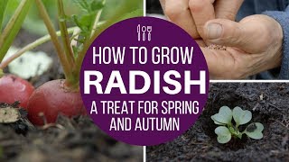 How to grow radish multisow or direct for fast harvests spring and autumn [upl. by Llain]