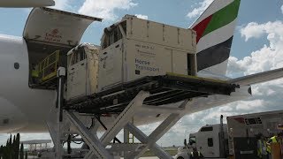 The worlds largest commercial air charter of horses  Emirates SkyCargo [upl. by Hanahsuar246]