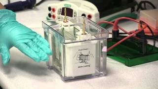 Electrophoresis Assembling amp Running An SDS Page Gel [upl. by Clava]