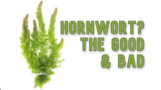 Hornwort  My Experience Keeping [upl. by Siahc]