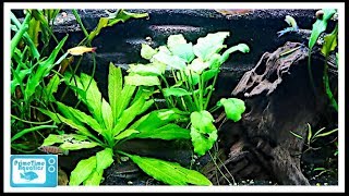 Beginners Guide to Aquatic Plants How to Keep Plants in Your Fish Tank [upl. by Donall]