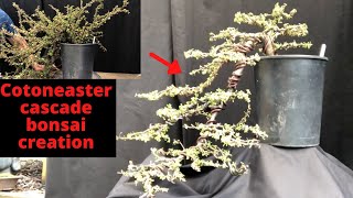 Cascade bonsai creation Cotoneaster  from bonsai stock to cascade bonsai [upl. by Daly]