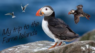 Farne Islands  Bird photography [upl. by Elagiba]