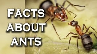 Top 10 Awesome Facts You Didnt Know About Ants [upl. by Radcliffe]