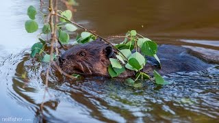 Dinner With The Beavers [upl. by Anyahc]