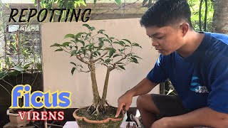 Repotting ng aking twin trunk ficus virens bonsai [upl. by Renault]