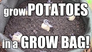 How to Grow Potatoes in Grow Bags Pots amp Containers The OYR Way [upl. by Atsirtal]