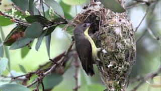 GoldenBellied Gerygone feeding Cuckoo ChickMOV [upl. by Eiralav]