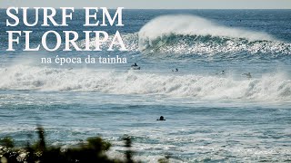 SURF em Floripa na época da Tainha  Praia Mole [upl. by Nibroc358]