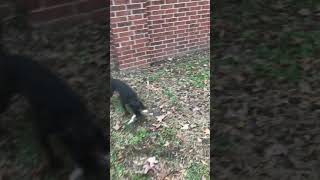 Patterdale Terrier VS Squirrel [upl. by Trebornhoj278]