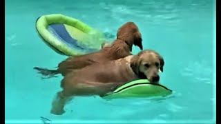 Die besten Hunde Videos 2021 Teil 2 Cute and Funny Dogs Videos [upl. by Hanny]