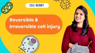 Cell Injury and Necrosis  Part 1 reversible amp irreversible cell injury [upl. by Annaliese]