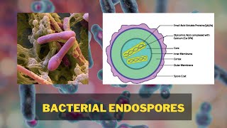 Bacterial Endospores  Endospore Structure Endospore Formation Types of Endospore [upl. by Hilly]