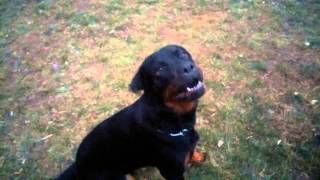 Rottweiler barking Tera Bulgaria [upl. by Aneleasor]