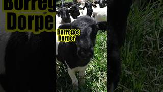 RAZA DE BORREGOS DORPER PARA MEJORAR LAS CANALES [upl. by Afas]