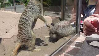 Taronga Zoo Tour [upl. by Tilney]