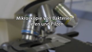 Mikroskopie von Bakterien Hefen und Pilzen [upl. by Carn579]